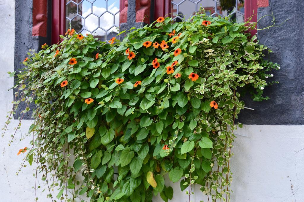 Burgmannenhaus Hotell Steinau an der Straße Exteriör bild